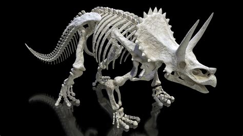 Triceratops skeleton 3D model - TurboSquid 1505921