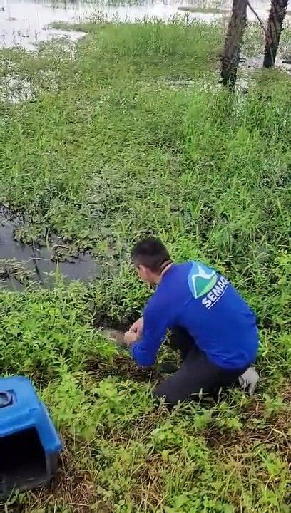 A O Da Semace E Do Ibama Realizando A Soltura De Animais Silvestres