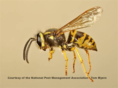 Yellowjacket - Alchetron, The Free Social Encyclopedia