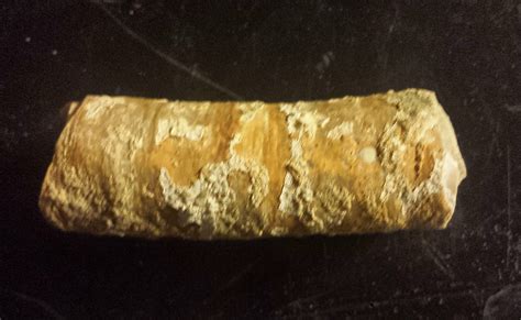 Alum Bluff Panhandle Florida Miocene Layer Tube Worm Fossil Id