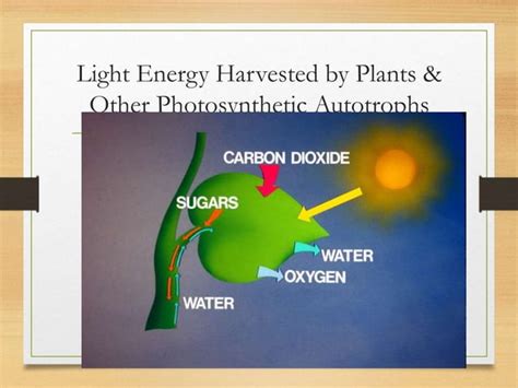 Photosynthesis 0211 0214pptx