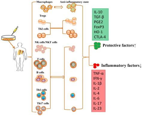 Mscs Exert Immunomodulatory Effects In Liver Diseases Through Cell Cell