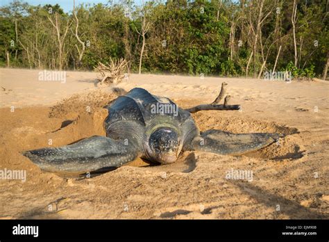 Leatherback sea turtle nesting on the beach, Dermochelys coriacea ...