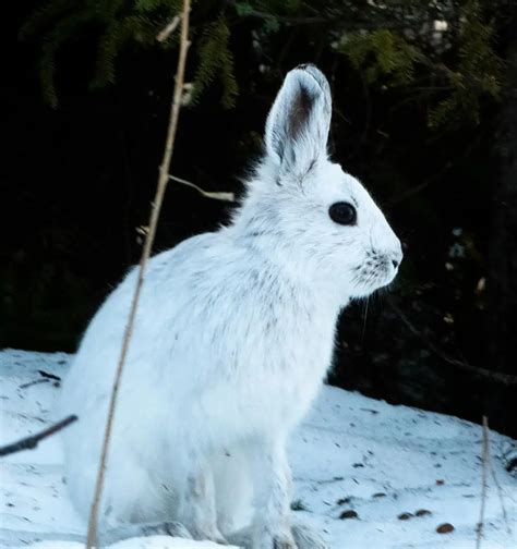 Le Li Vre Dam Rique Saurez Vous Le Rep Rer Nature Action Qu Bec