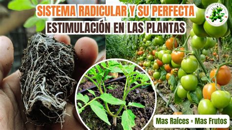 Ra Z Pivotante El Cerebro De Las Plantas Estimulaci N Radicular