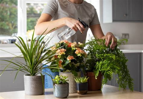 When To Mist Your Houseplants Plant Authority