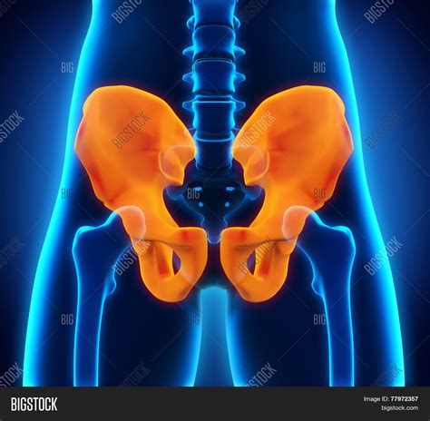 Hip Bone Anatomy Image & Photo (Free Trial) | Bigstock