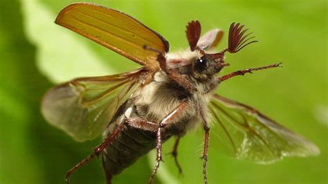 Tierische Flieger Tierwelt Natur Planet Wissen