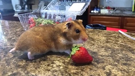 Cinnamon The Syrian Hamster Youtube