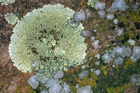 Consortium Of Lichen Herbaria Xanthoparmelia Weberi