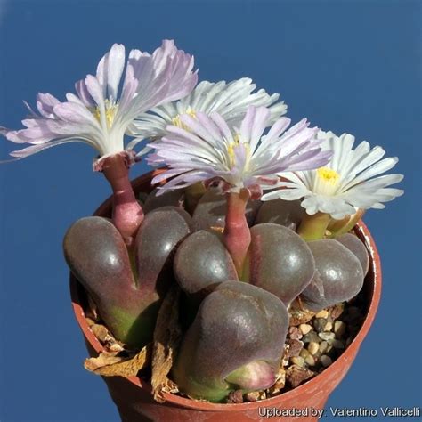 Conophytum Triebneri Succulent Bonsai Cacti And Succulents Mini