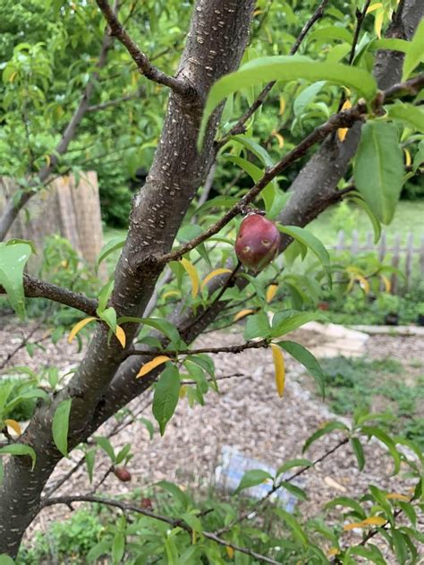 Random Yellow Leaves - Nectarine Tree in the Vegetables and Fruit forum ...