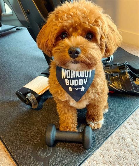 Pin By Enticing On Malti Poo Love Maltipoo Dogs Poo