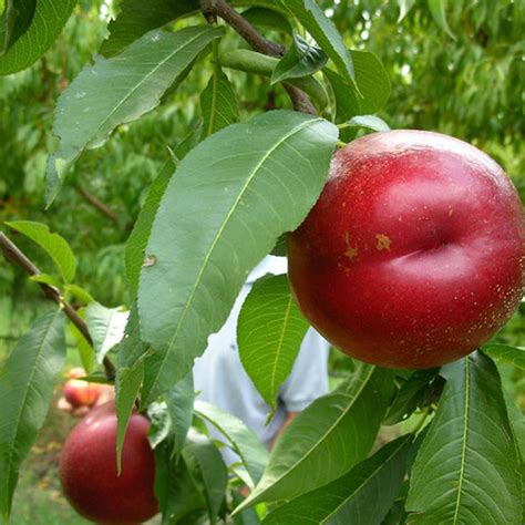 Dulcis Nettarina Gialla Acquista Piante Da Frutto Di Geoplant Vivai