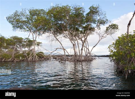 Mangrove Punta Mangle Fernandina Island Galapagos Islands Ecuador