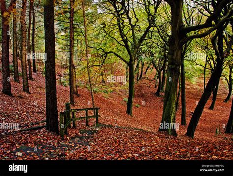 The Stepped Woodland Path At Tandle Hill Country Park Tandle Hills