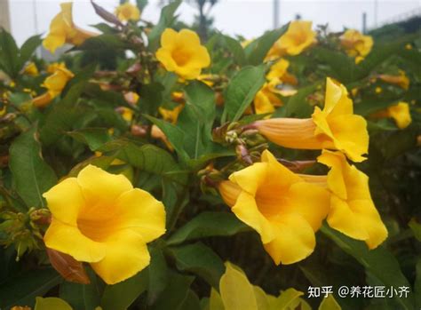 盘点18种四季开花植物，只要一个“条件”合适，就能全年花开不断 知乎