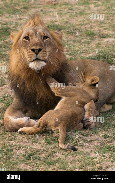 Lions And Their Cubs Can Be Seen In South Luangwa National Park Zambia