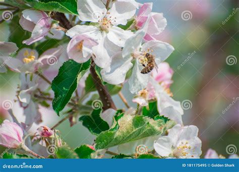 Flores De Manzana En Flor De Rbol En El Jard N Imagen De Archivo