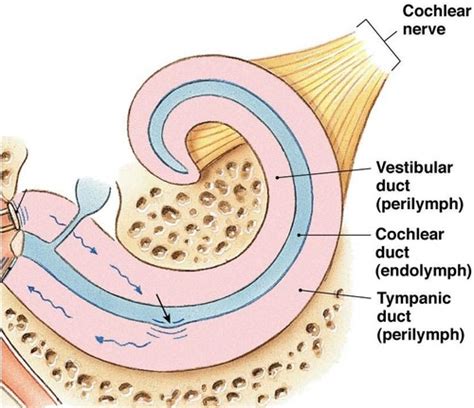 Anatomy And Physiology II Chapter 17 Wiley Flashcards Quizlet