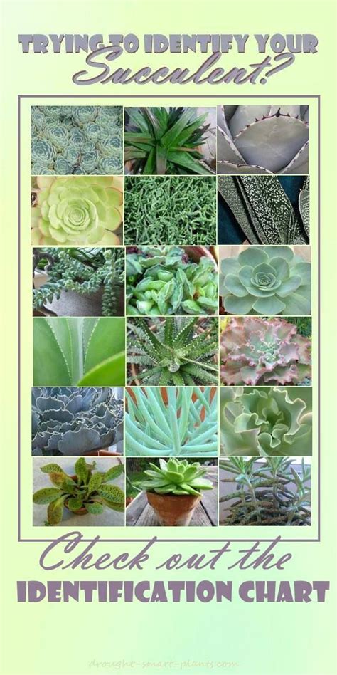 Succulent Identification Chart Find Your Unknown Plant Here Types