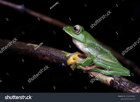 Malabar Gliding Frog Rhacophorus Malabaricus Rhacophorid Stock Photo