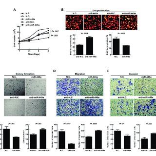 | MiR-449a suppresses tumorigenesis of CRC cells. The SW480 cells were ... 