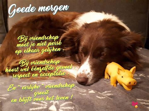 Pin Van Nicole Noens Op Vriendschappen Vriendschap Vrienden Honden