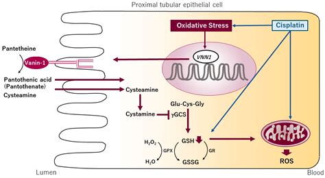 Ijms Free Full Text Role Of Oxidative Stress In Drug Induced Kidney