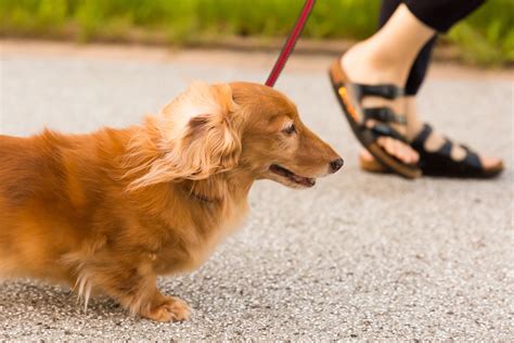 教えます！犬の散歩を成功させるコツ