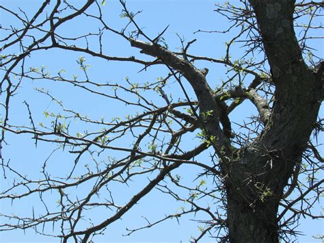 A black locust tree - beautiful and a bit scary. | Beautiful tree ...