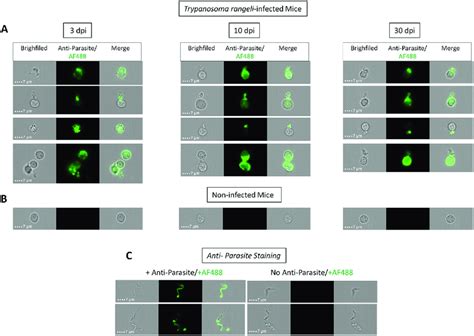 Live Trypanosoma Rangeli Parasites Can Be Detected In Spleen Up To