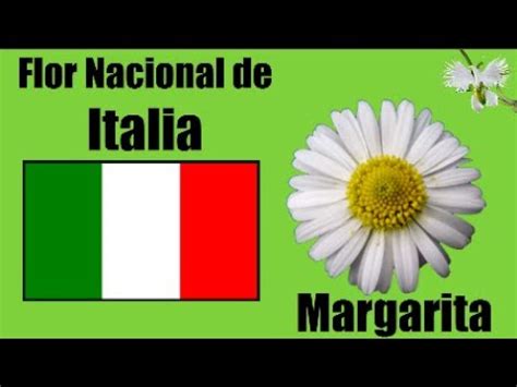 Margarita Flor Nacional De Italia Mi Diario De Jardin YouTube