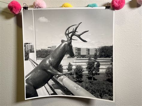 Photograph Of Scioto River Deer Sculpture Columbus Ohio 12 X 12 Silver