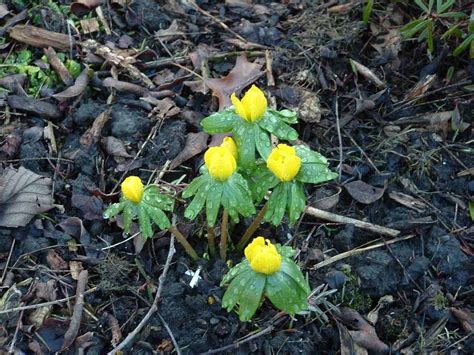 Eranthis hyemalis - Art and Science of Horticulture