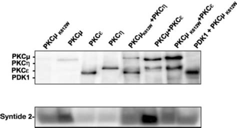 Pkc Phosphorylates And Activates Pkc In Vitro The Indicated Purified