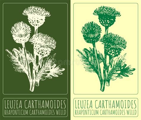 Vector Drawing Leuzea Carthamoides Hand Drawn Illustration Stock Image