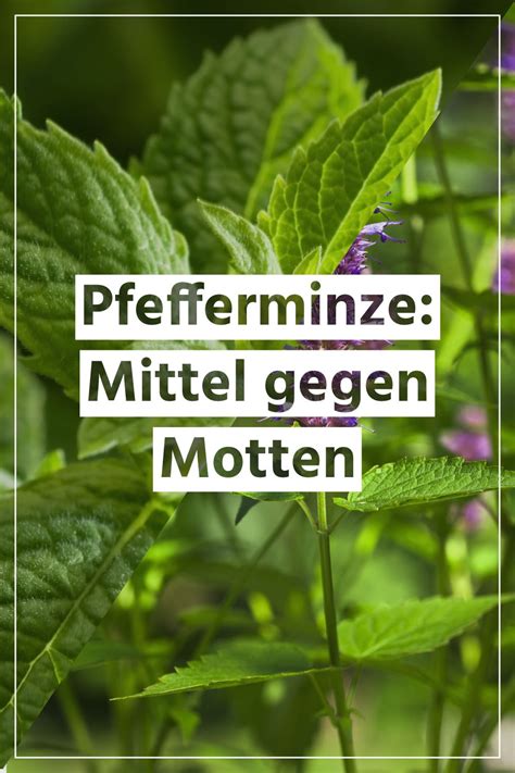 Pfefferminze Ein Hausmittel Gegen Motten Hausmittel Gegen Motten