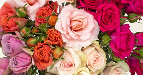 Rosaprima Let Your Personality Bloom Rosaprima Spray Roses