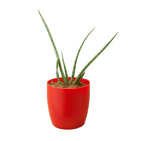 Aloe Vera (Medicinal Plant) – Leafy Island