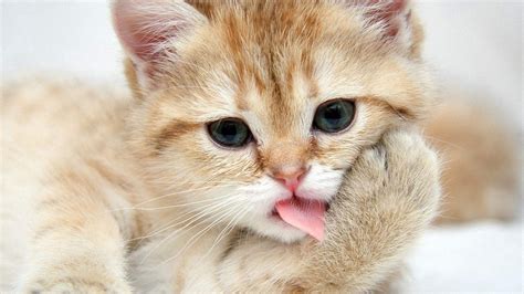 Самые милые котики - картинки и фото koshka.top