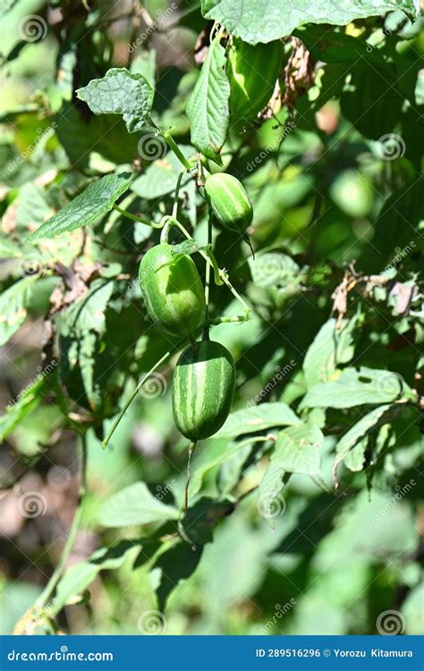 Trichosanthes Cucumeroides Japanese Snake Gourd Fruits Stock Photo