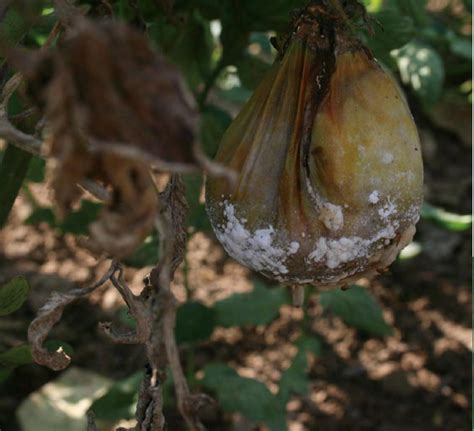 茄子绵疫病 果树、蔬菜、茶树病虫 图片