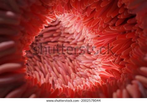 Medically Accurate Illustration Intestinal Villi Microvilli Stock