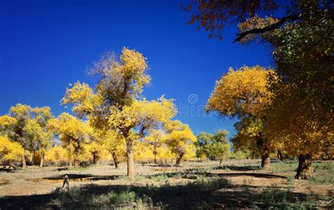 Old Trees Populus Euphratica Stock Photo Image Of Precious Rare