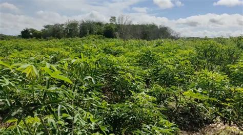 Produção de mandioca do Piauí é a 4ª maior do NE meionorte