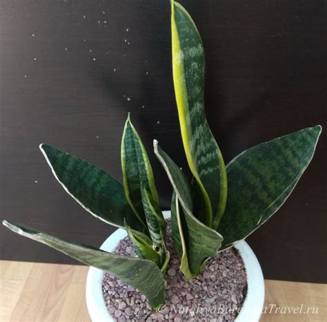 Сансевиерии (Sansevieria)