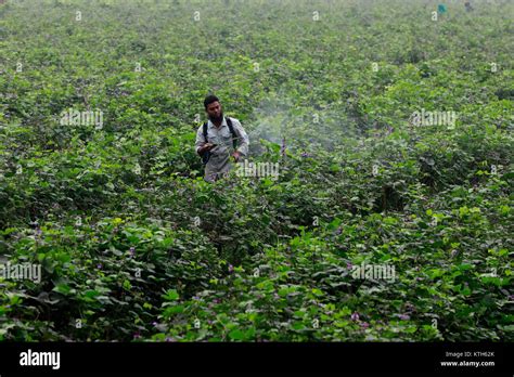 Jessore Bangladesh December A Bangladeshi Farmer Sprays