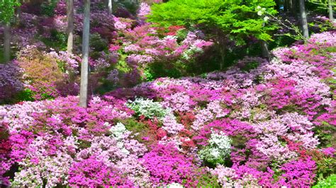 大興善寺2023 4月 一目一万本① By Tradyo1 （id：12453894） 写真共有サイトphotohito