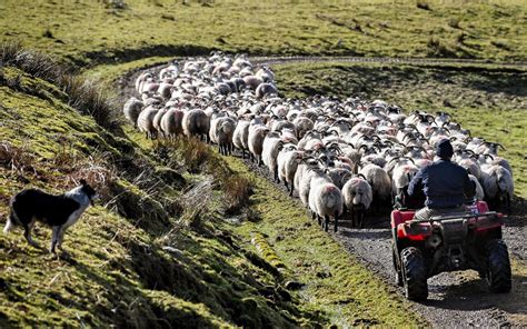 British Sheep Farming Land More Profitable To Grow Trees Study Says